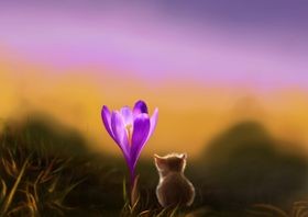 小猫背影
