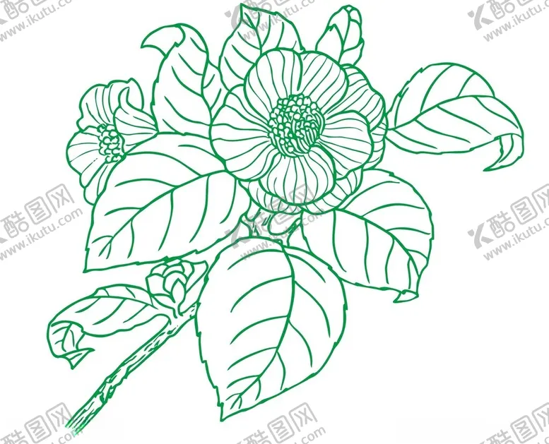 编号：34327701301217572613【酷图网】源文件下载-山茶花茶油