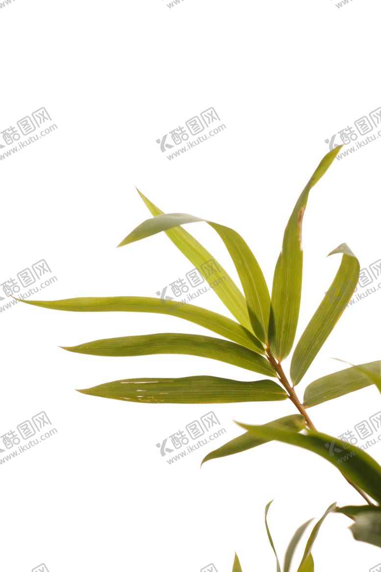编号：40935005030243122421【酷图网】源文件下载-竹叶