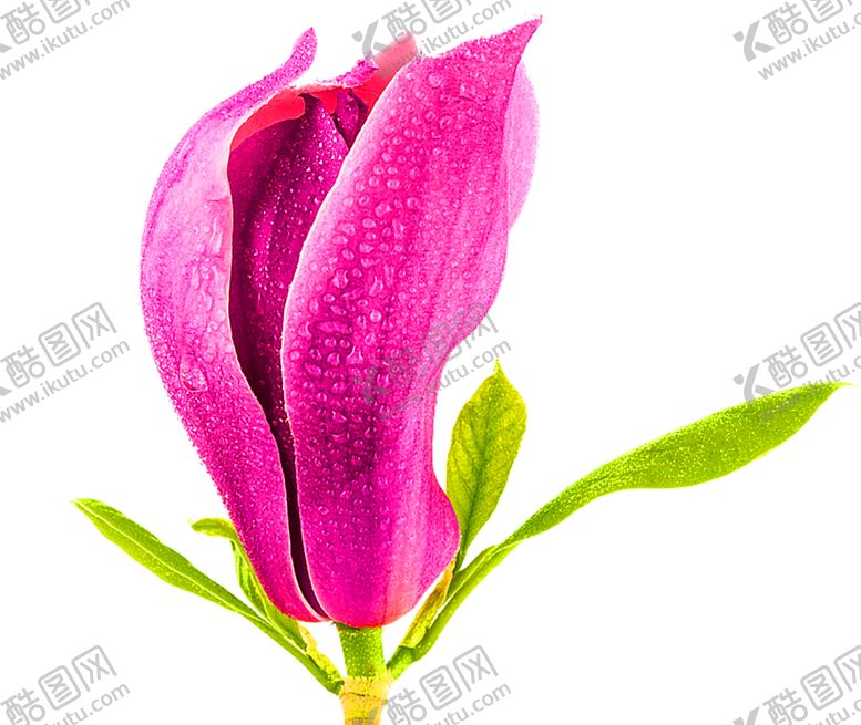 编号：37597309210831336290【酷图网】源文件下载-浪漫素材