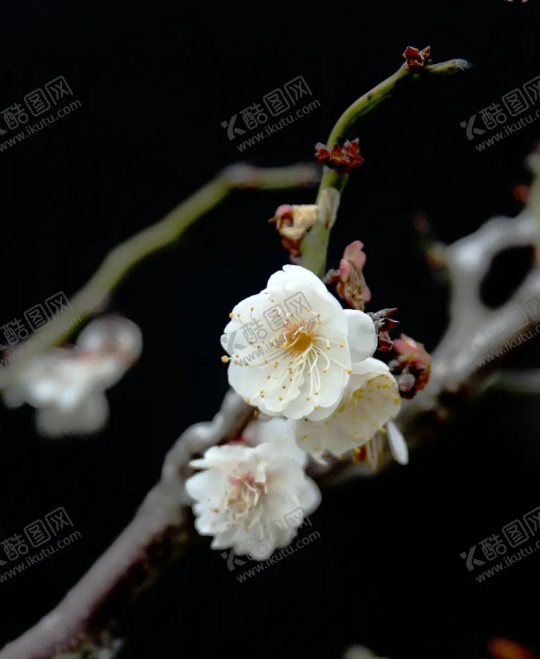 编号：65511912110515145166【酷图网】源文件下载-白梅
