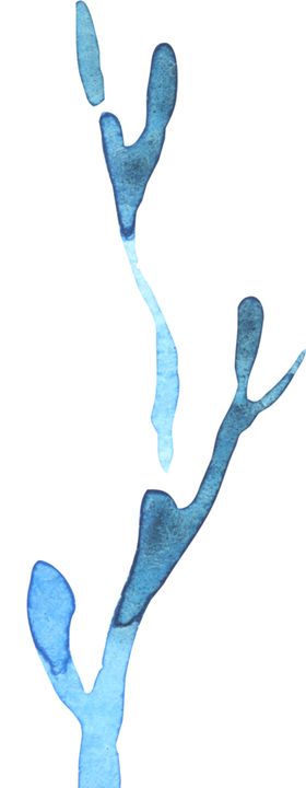 水彩手绘花卉花朵植物