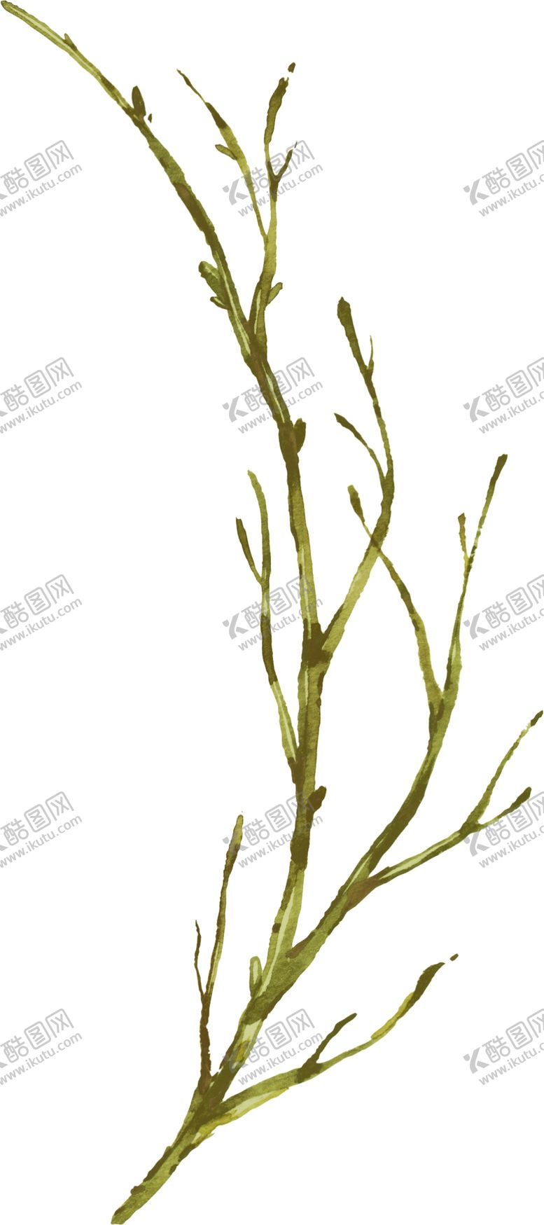 编号：80856703091825108542【酷图网】源文件下载-水彩植物
