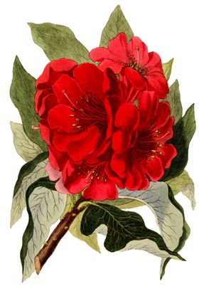 复古鲜花主题装饰图案