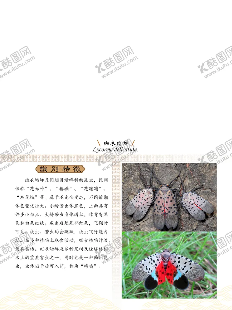 编号：75236910101608582504【酷图网】源文件下载-昆虫纲 蝉科 斑衣蜡蝉 