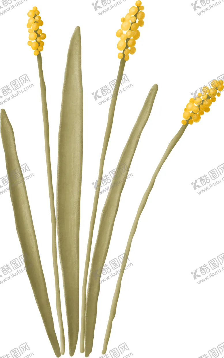 编号：34316702101202508794【酷图网】源文件下载-植物花草