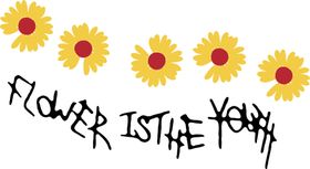 小雏菊