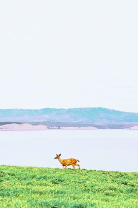 轻奢麋鹿背景墙