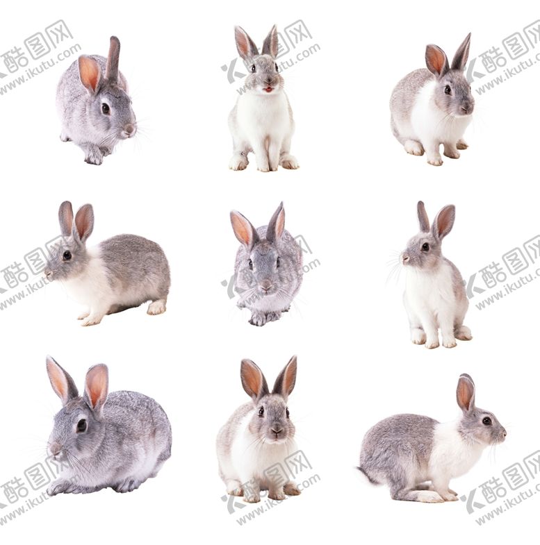 编号：16803309300202566477【酷图网】源文件下载-兔子素材