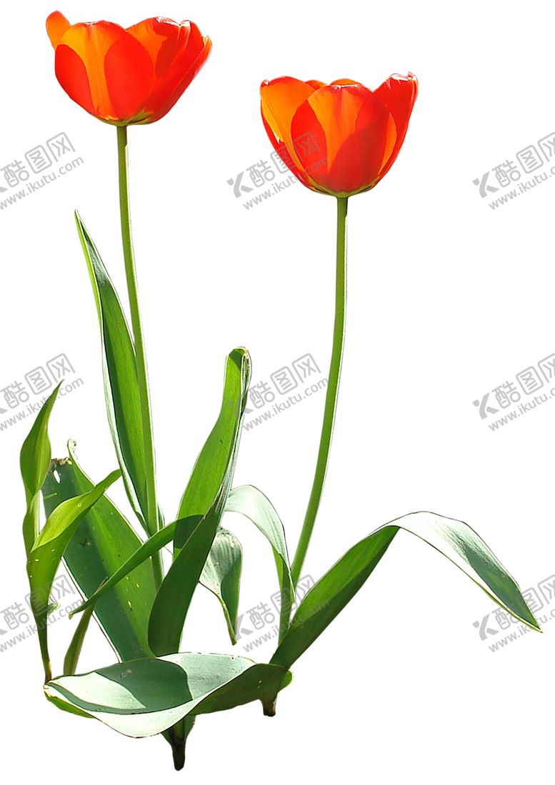 编号：11680009200609311663【酷图网】源文件下载-鲜花素材