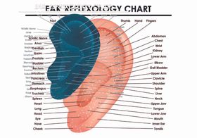 耳反射区示意图图片