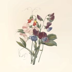 花纹