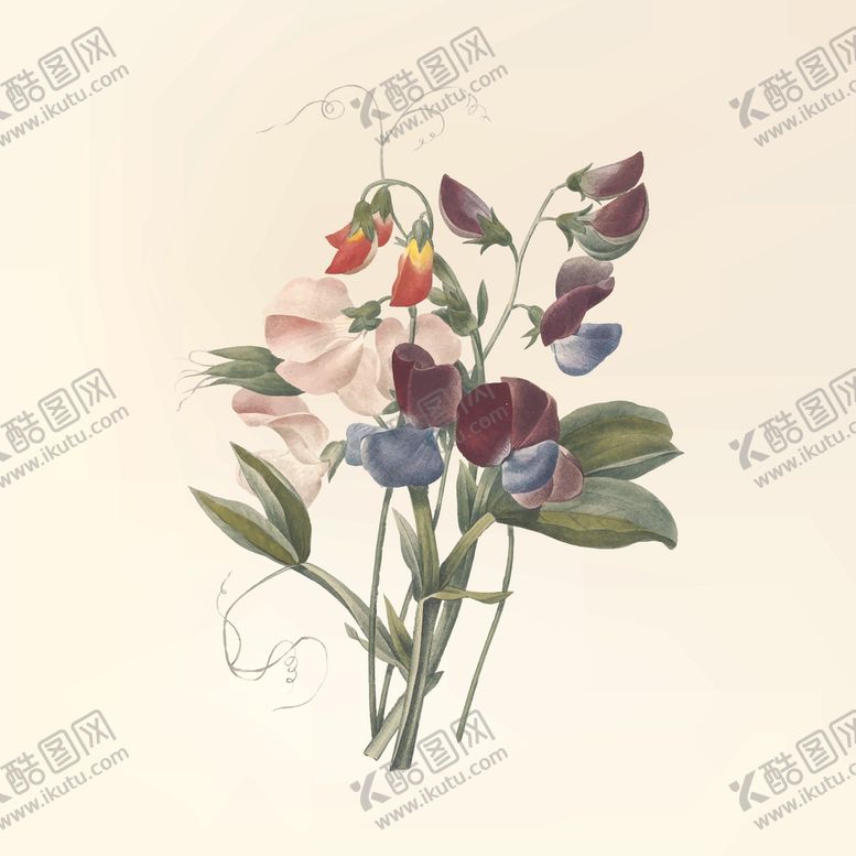 花纹美丽牵牛本草本草纲目