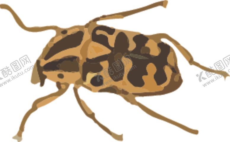 编号：21000410260119079488【酷图网】源文件下载-甲虫昆虫插画