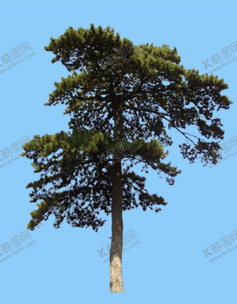 编号：46213709282243416189【酷图网】源文件下载-景观树