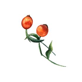 北欧手绘插画