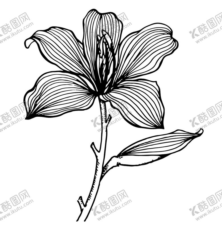 编号：83901609262015447095【酷图网】源文件下载-洋紫荆花手绘线稿素描黑白矢量图