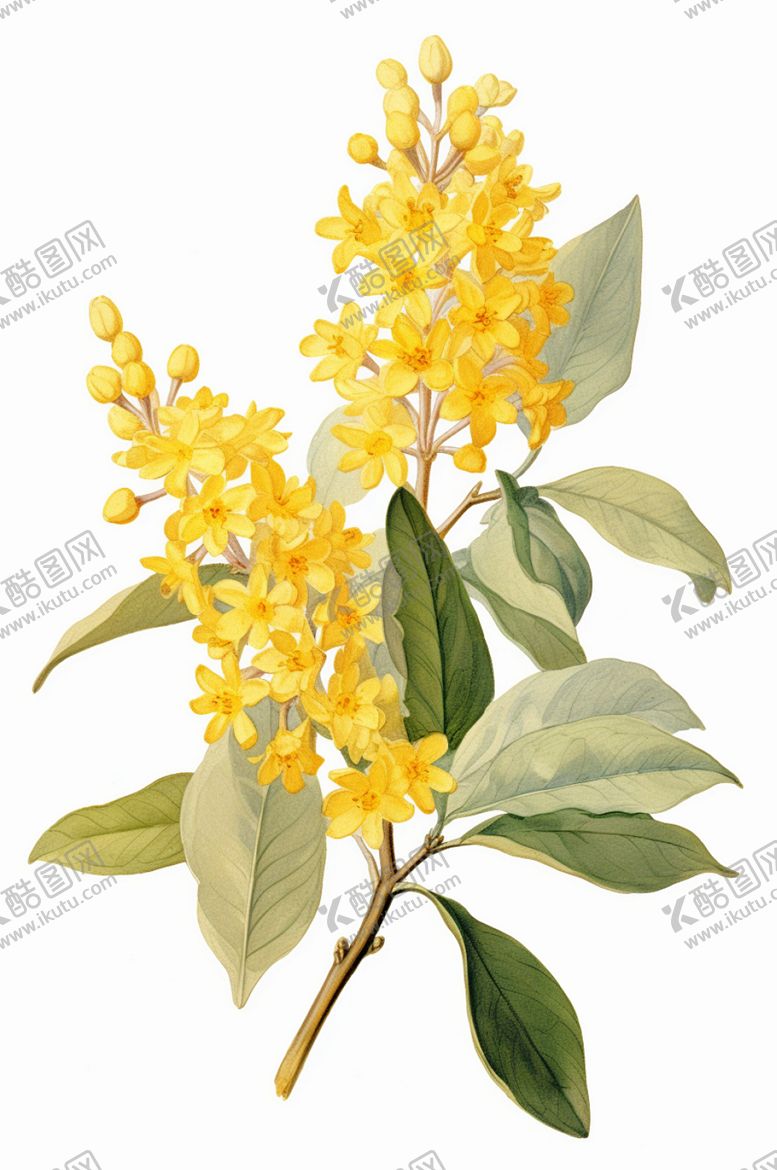 编号：79224102050932373702【酷图网】源文件下载-桂花