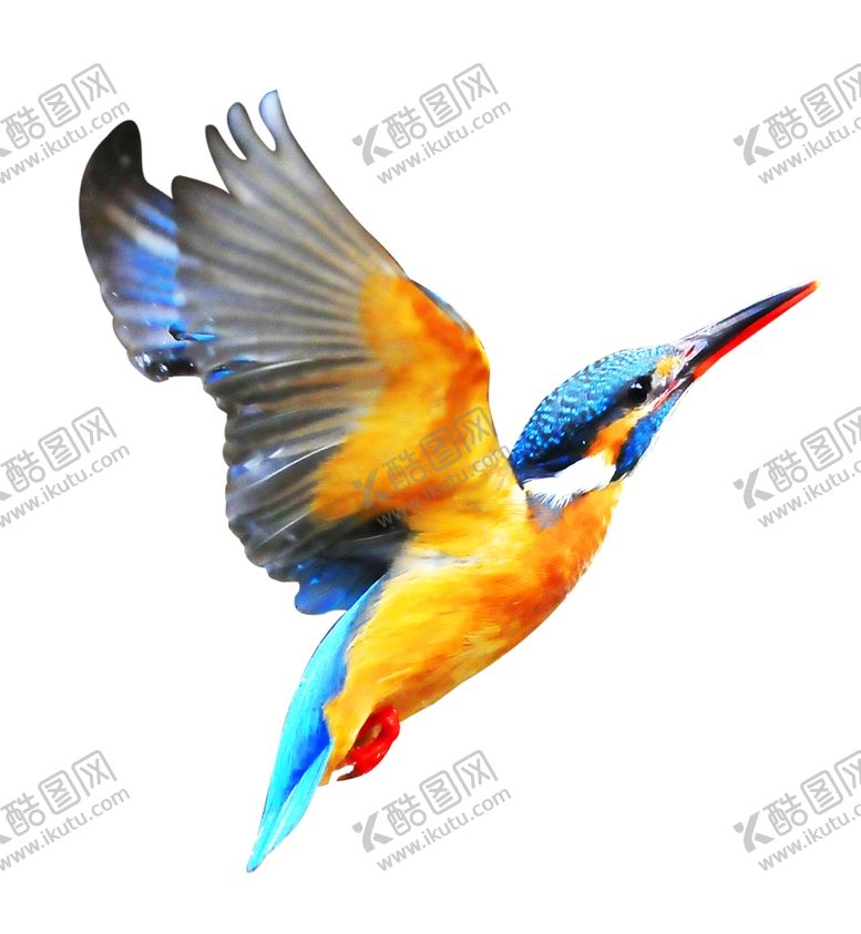 编号：44064011011747353541【酷图网】源文件下载-翠鸟