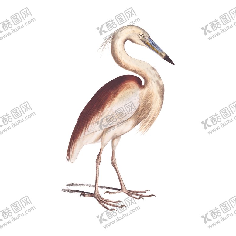 编号：49208010190246307284【酷图网】源文件下载-鸟类插画
