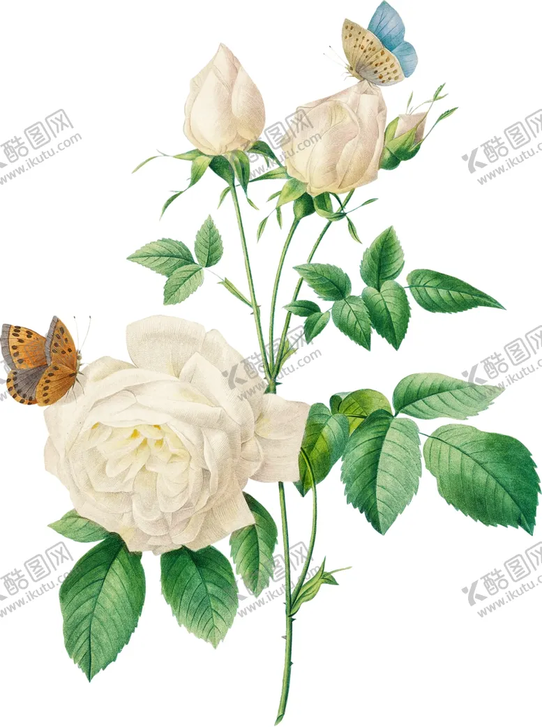编号：22917802201839055968【酷图网】源文件下载-手绘花草植物素材图片