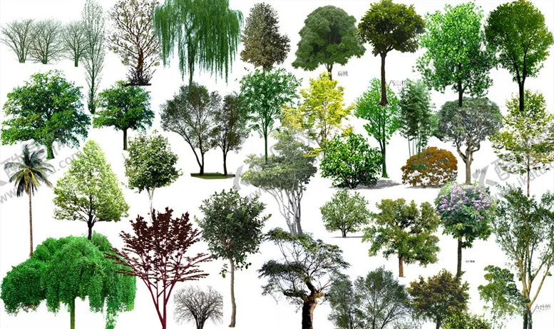 编号：41656110020528185212【酷图网】源文件下载-景观树素材