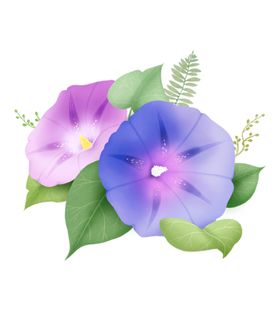 喇叭花牵牛花 