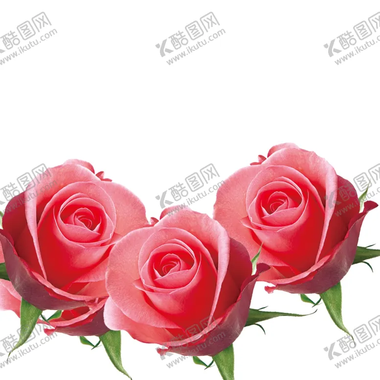 编号：96889804060036064025【酷图网】源文件下载-玫瑰花