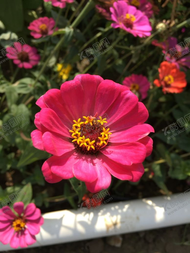 编号：61857501131321589799【酷图网】源文件下载-百日菊