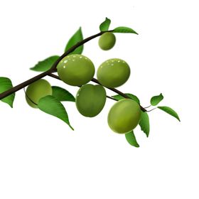 植物果实枝头绿色清新点缀素材