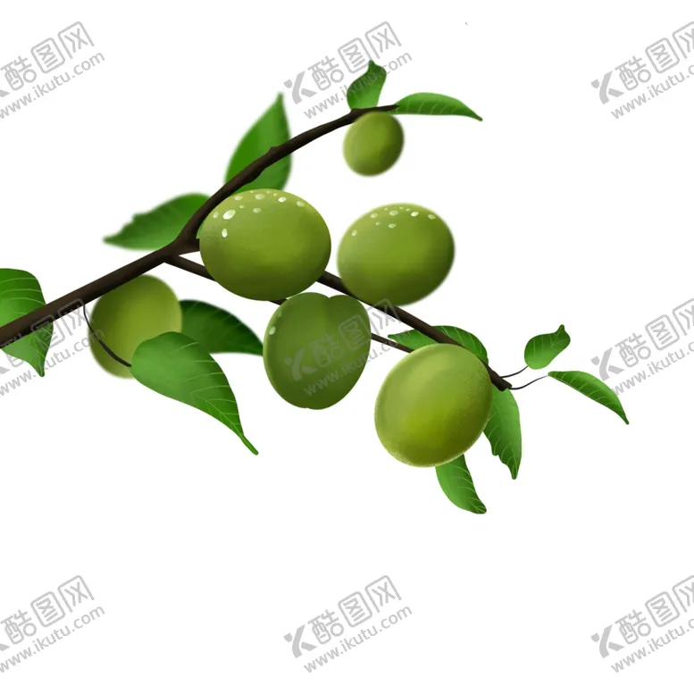 编号：55778306301043439477【酷图网】源文件下载-植物果实枝头绿色清新点缀素材