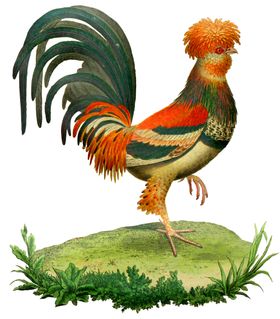 陈年公鸡
