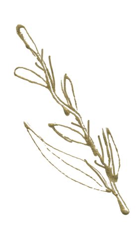 高清典雅花卉PNG素材系列小碎草本樱朵