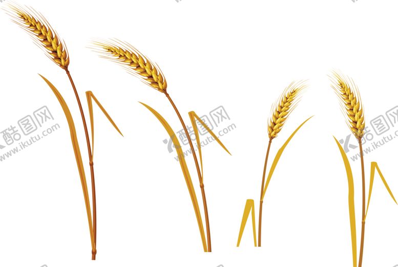 编号：66453109250741469886【酷图网】源文件下载-透明小麦png素材