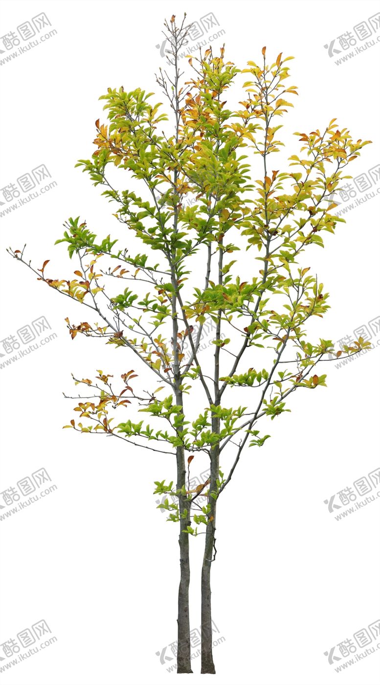 编号：33213607052320393525【酷图网】源文件下载-免扣植物素材图片