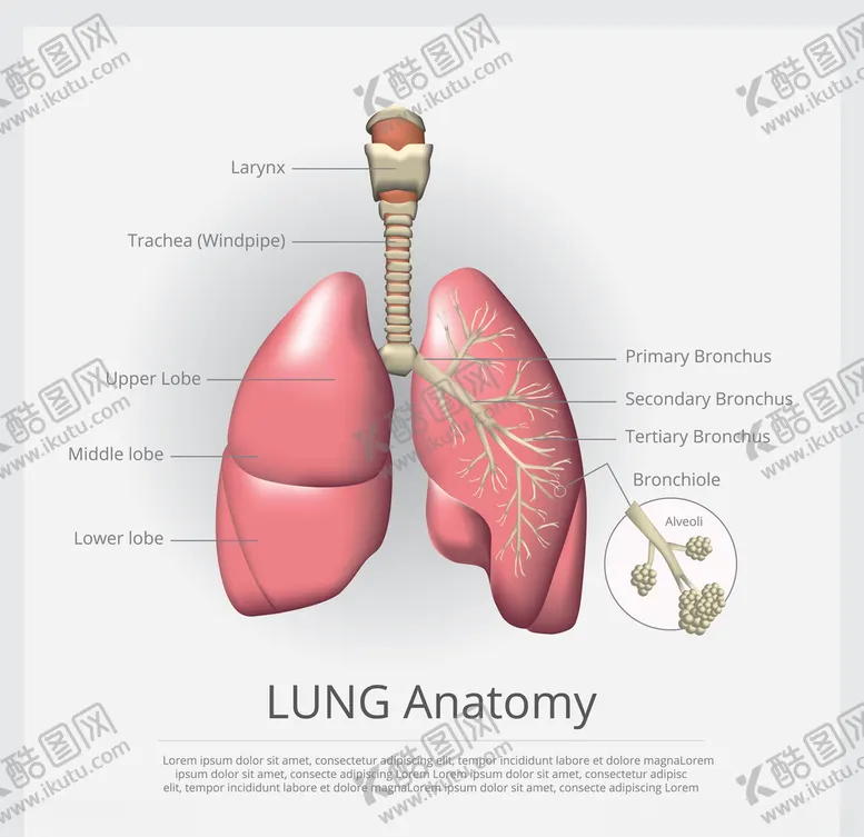 编号：84324409091212315732【酷图网】源文件下载-器官模型