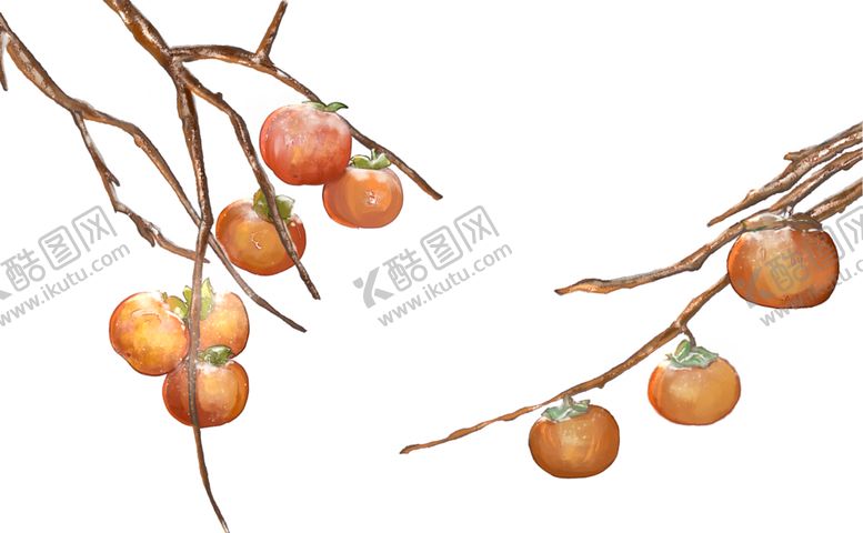 编号：67666706182333104346【酷图网】源文件下载-冬季柿子素材