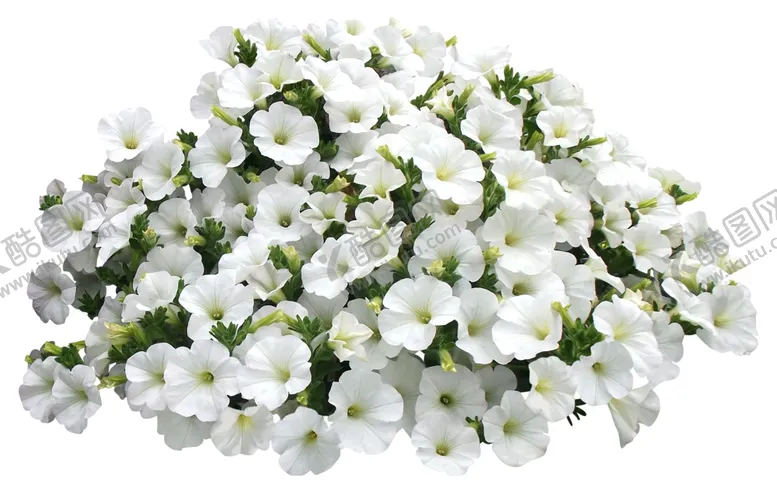 编号：60068809091733296277【酷图网】源文件下载-免扣花卉素材