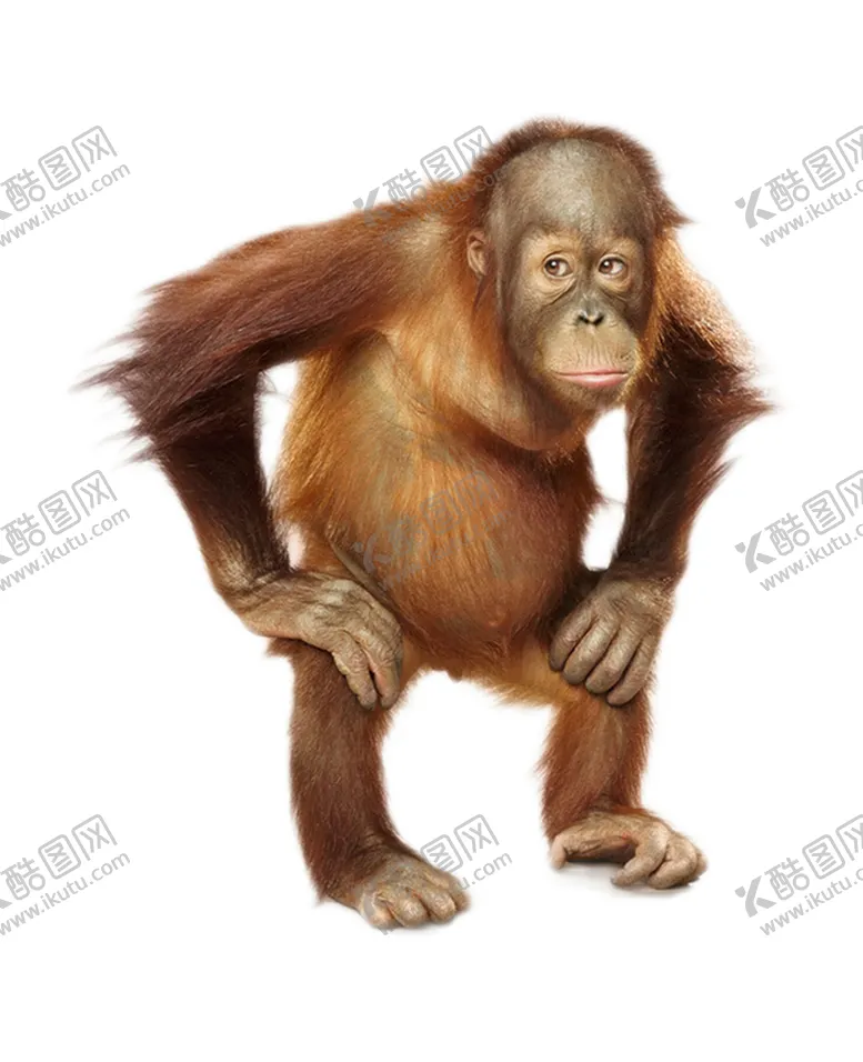 编号：75798604222239114664【酷图网】源文件下载-猴子