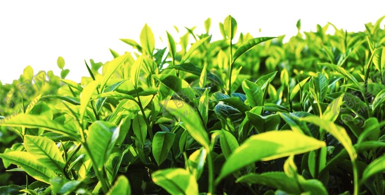 编号：76988909291333134233【酷图网】源文件下载-嫩绿的茶叶从