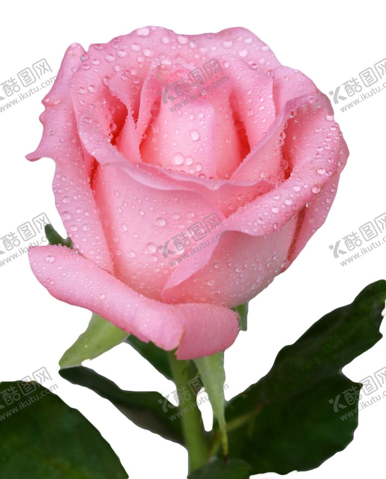 编号：78383110050127231752【酷图网】源文件下载-鲜艳的粉色玫瑰花朵