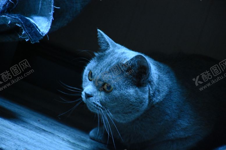 编号：75139409272315446394【酷图网】源文件下载-大胖