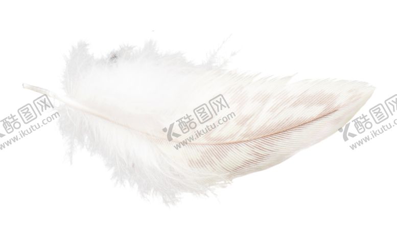 编号：28254210112345318988【酷图网】源文件下载-白色羽毛漂浮素材