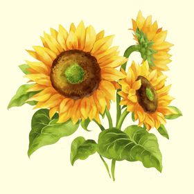三朵向日葵插画