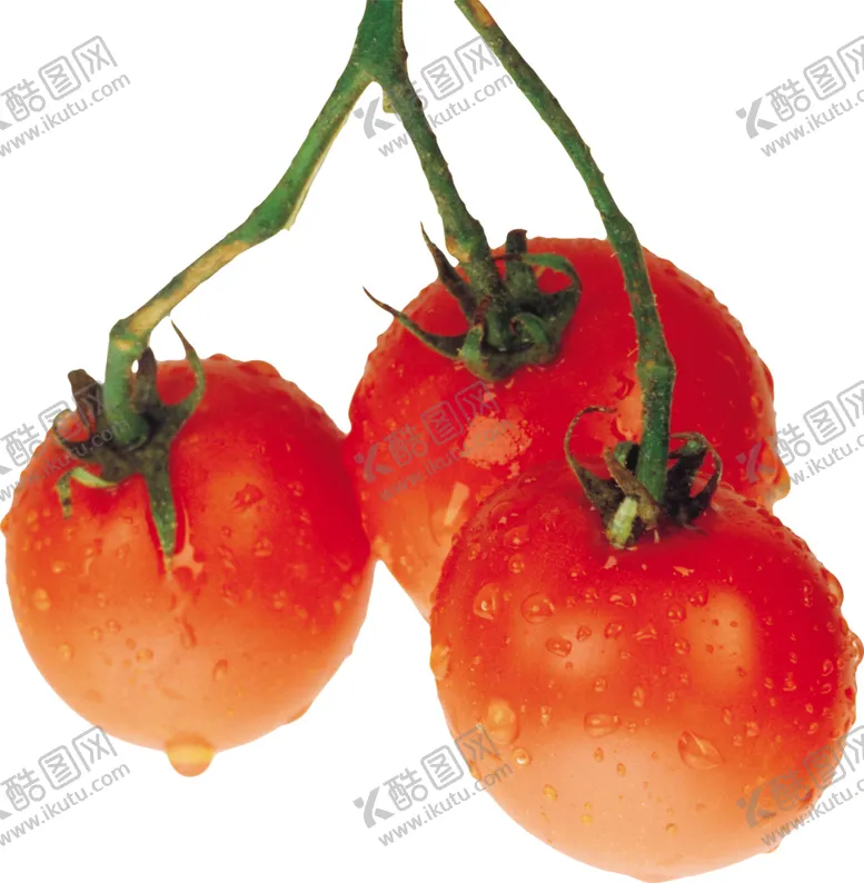 编号：15190105110652361406【酷图网】源文件下载-西红柿