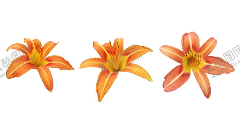 编号：85846909292235051267【酷图网】源文件下载-花朵萱草花黄花菜