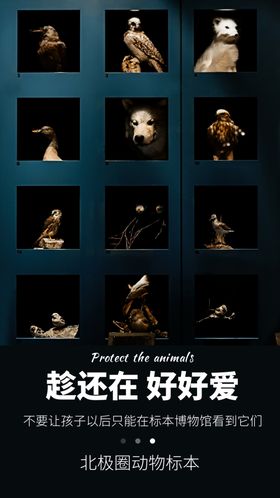 保护动物公益宣传海报