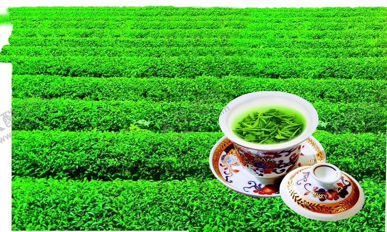 编号：96837309150656245334【酷图网】源文件下载-茶叶