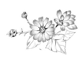 瓜叶菊