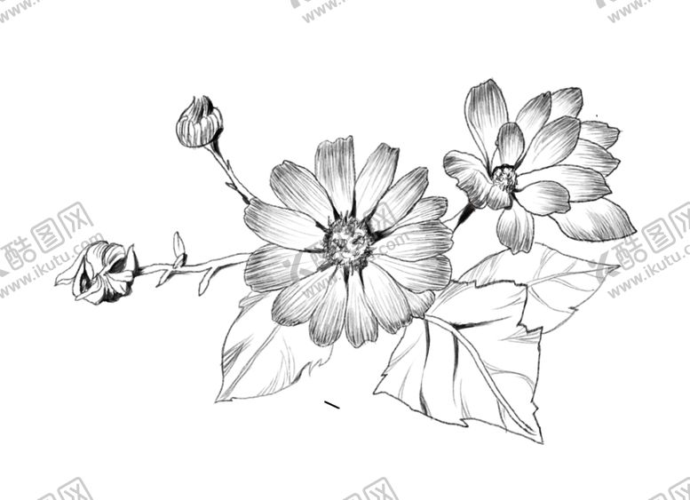 编号：35071507131009095502【酷图网】源文件下载-线稿瓜叶菊